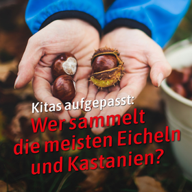 Collage: Foto von zwei Kinderhänden, die drei Kastanien halten, und Text "Kitas aufgepasst: Wer sammelt die meisten Eicheln und Kastanien?"